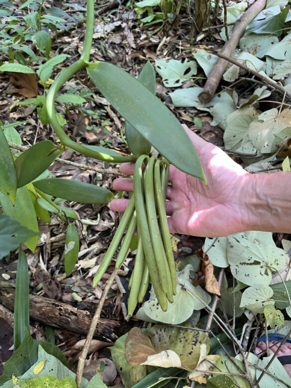 linda vanille. une plantation de vanille melangée avec la passion et l'amour de la nature